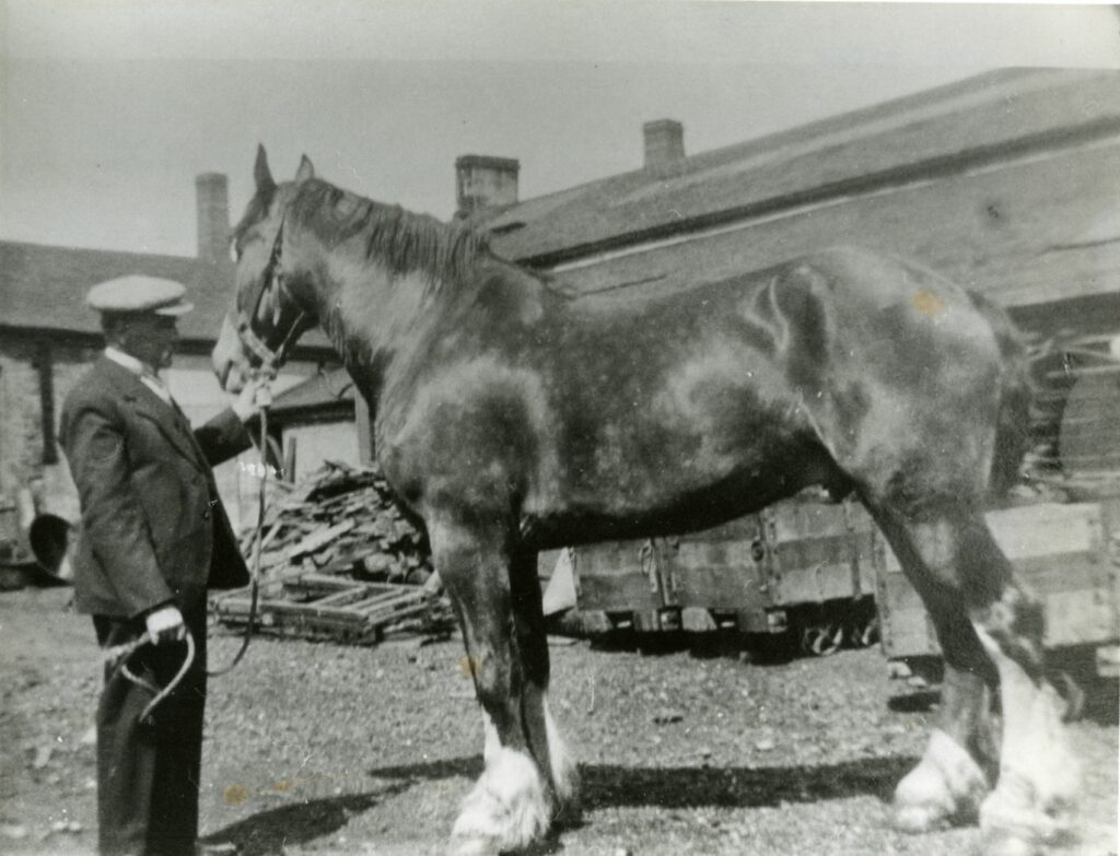 At the Summerlee Iron Company's workshops, around 1920. You can see hutches for transporting coal behind the Clydesdale horse.